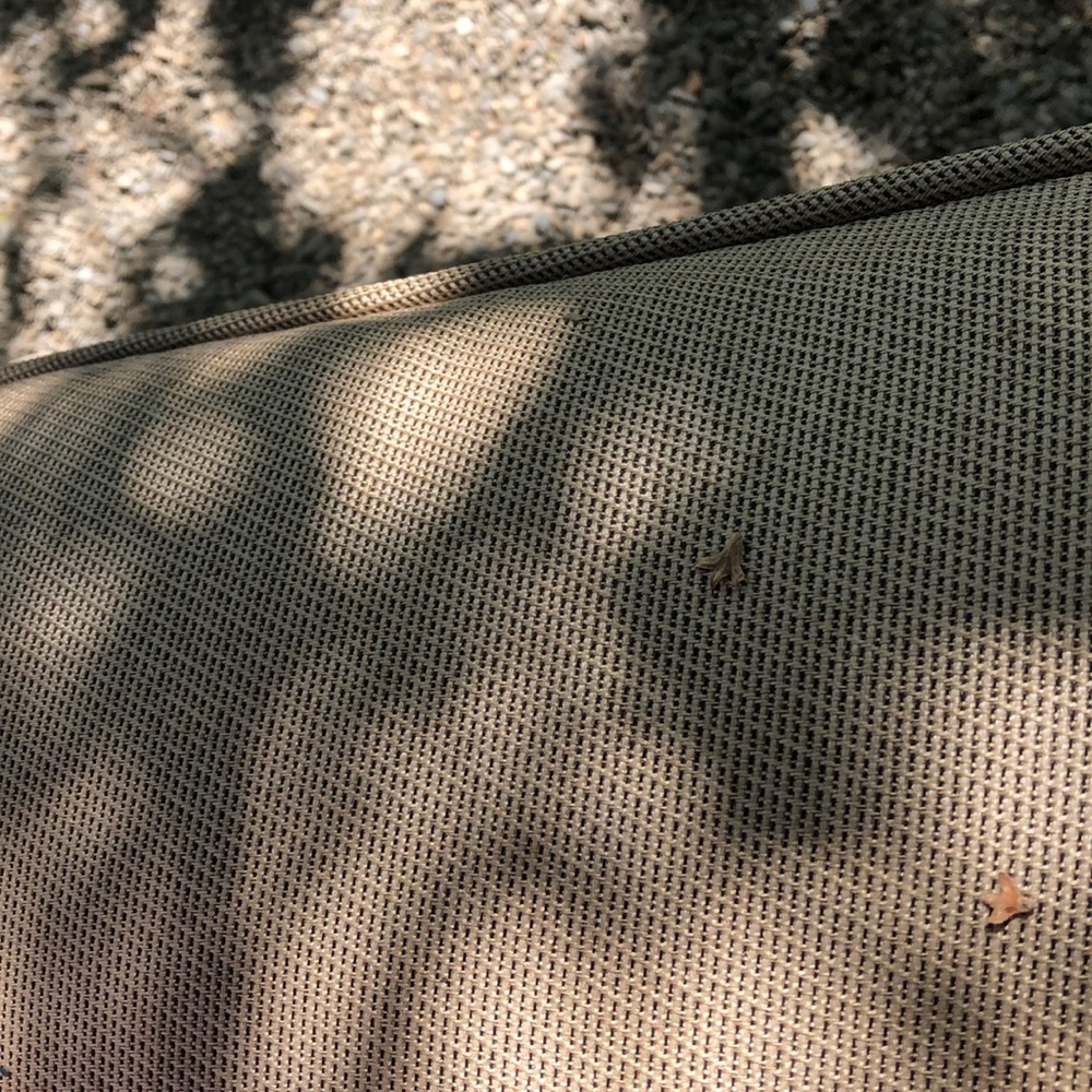 Meet your Posher, Amelia